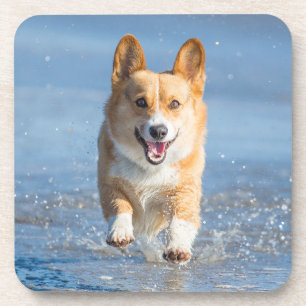 Pembroke Welsh Corgi Dog Running On The Beach Coaster