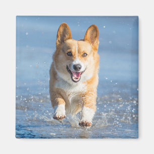 Pembroke Welsh Corgi Dog Running On The Beach Magnet