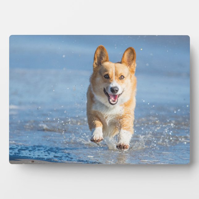 Pembroke Welsh Corgi Dog Running On The Beach Plaque (Front)