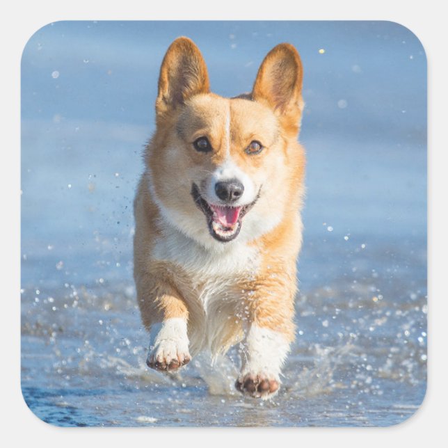 Pembroke Welsh Corgi Dog Running On The Beach Square Sticker (Front)