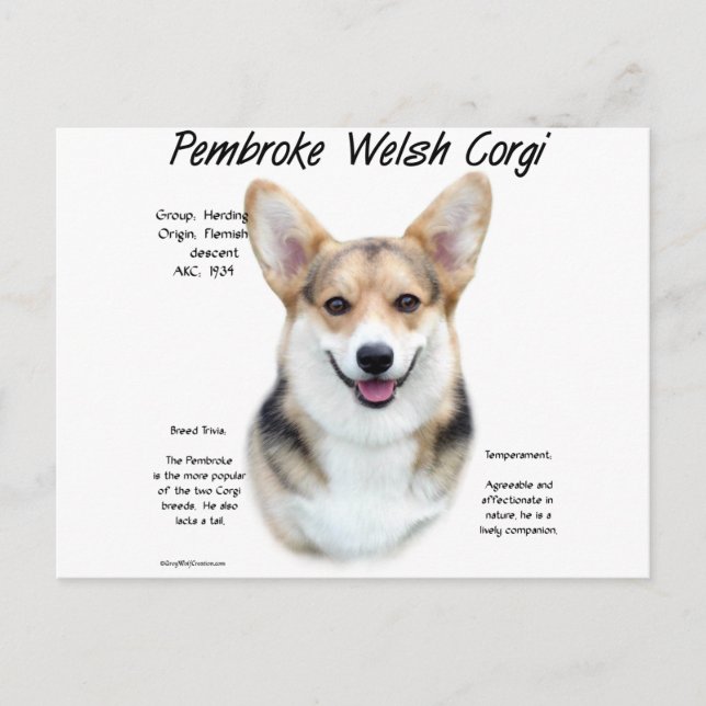 Pembroke Welsh Corgi History Design Postcard (Front)