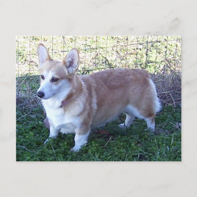 Pembroke Welsh Corgi Postcard (Front)