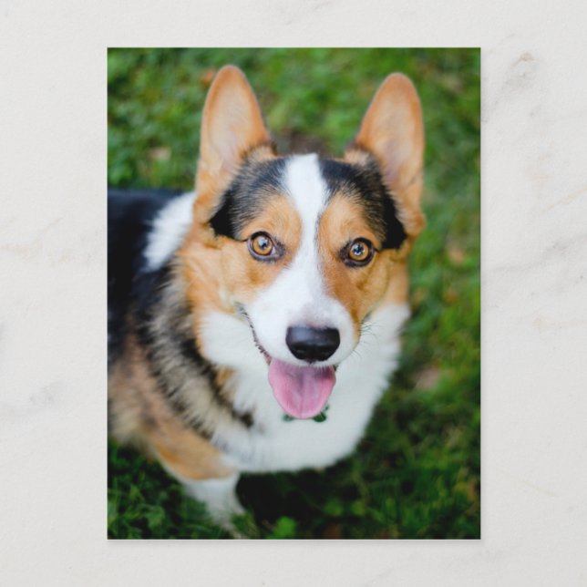 Pembroke Welsh Corgi Postcard (Front)