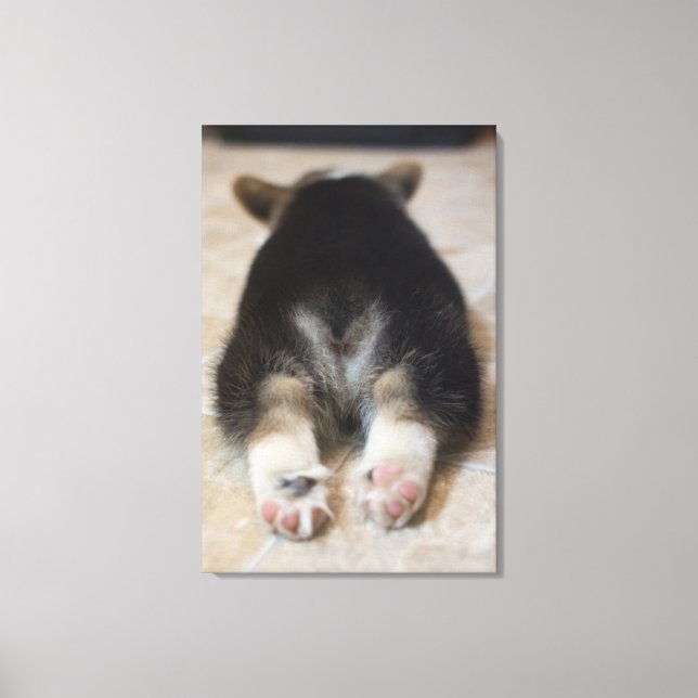 Pembroke Welsh Corgi Puppy 2 Canvas Print (Front)