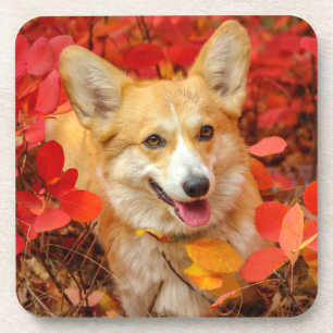 Pembroke Welsh Corgi Puppy Dog in Red Leaves Coaster