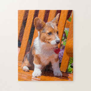 Pembroke Welsh Corgi puppy sitting in park bench Jigsaw Puzzle