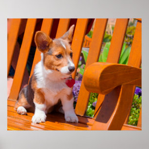 Pembroke Welsh Corgi puppy sitting in park bench Poster