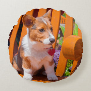 Pembroke Welsh Corgi puppy sitting in park bench Round Pillow