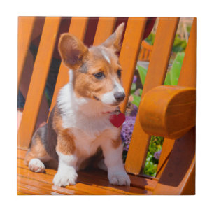 Pembroke Welsh Corgi puppy sitting in park bench Tile