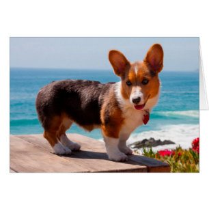 Pembroke Welsh Corgi puppy standing on table