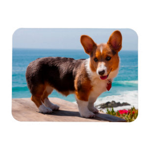 Pembroke Welsh Corgi puppy standing on table Magnet