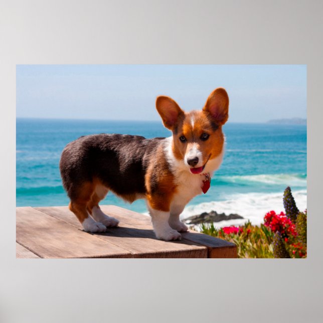 Pembroke Welsh Corgi puppy standing on table Poster (Front)