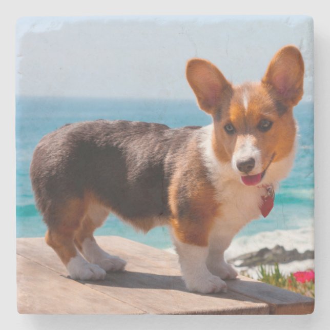 Pembroke Welsh Corgi puppy standing on table Stone Coaster (Front)