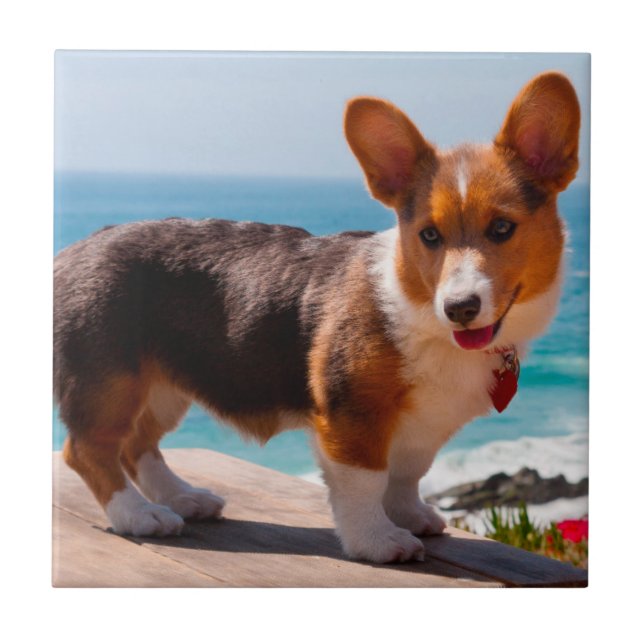 Pembroke Welsh Corgi puppy standing on table Tile (Front)