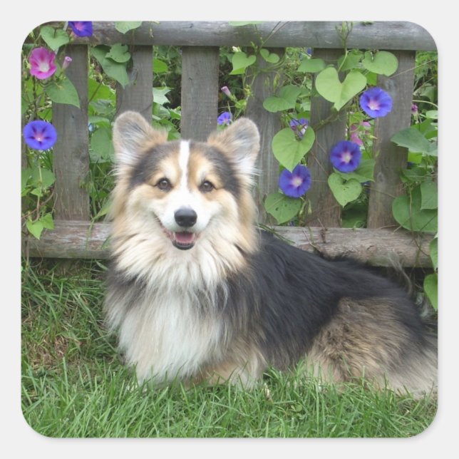 Pembroke Welsh Corgi Stickers (Front)