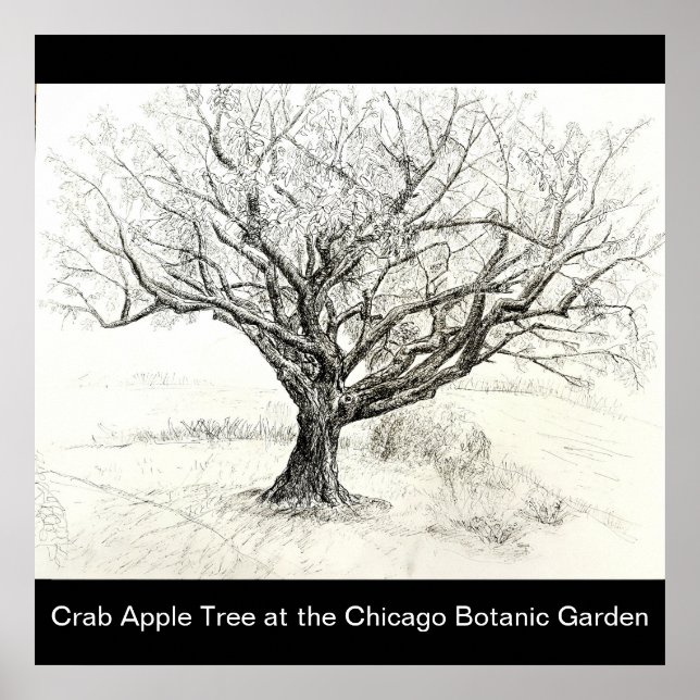 Pen and Ink Tree drawing Poster (Front)