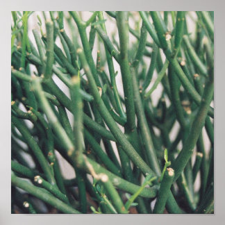 Pencil Cactus - Customized Poster