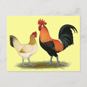 Penedesenca Chickens Postcard