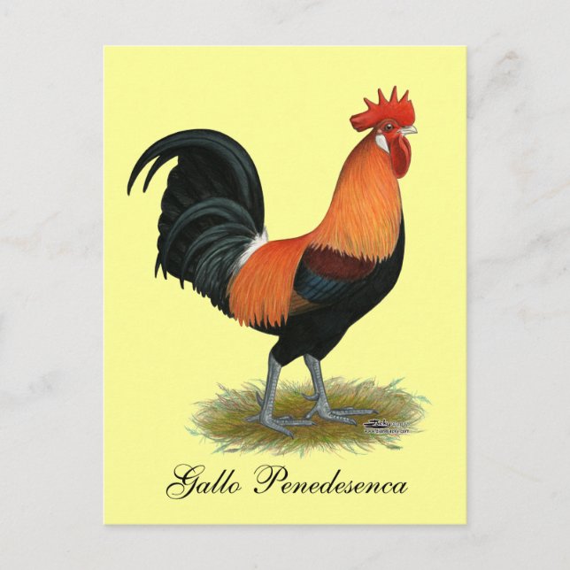 Penedesenca Rooster Postcard (Front)
