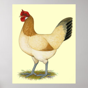 Penedesenca:  Wheaten Hen Poster