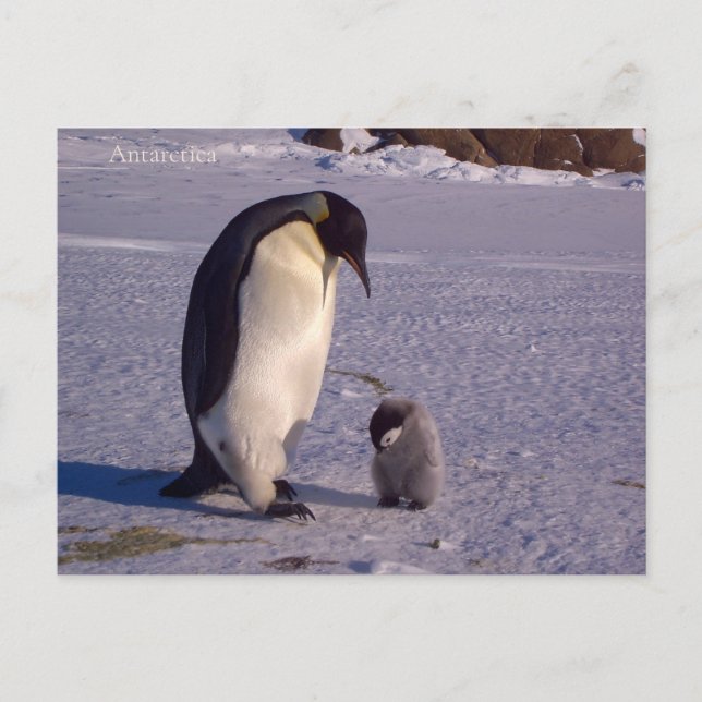 Penfinga with a baby piggy in Antarctica, photo. Postcard (Front)