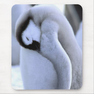 Penguin Antarctic Peninsula, Weddell Sea Mouse Pad