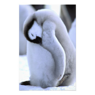 Penguin   Antarctic Peninsula, Weddell Sea Photo Print