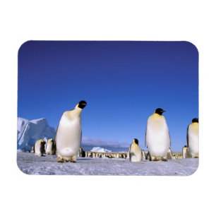 Penguin Antarctica, Antarctic Peninsula Magnet