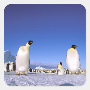 Penguin   Antarctica, Antarctic Peninsula Square Sticker