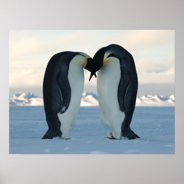 Penguin Arctic Birthday Shower Party Love Destiny Poster (Front)