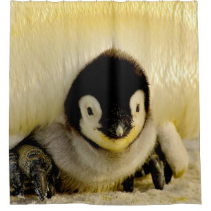 Penguin Baby