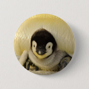 Penguin baby 2 inch round button