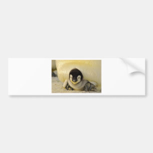 Penguin baby bumper sticker