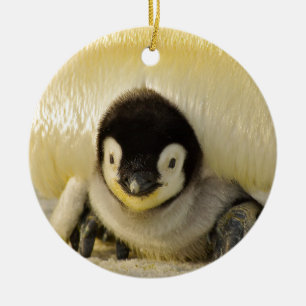 Penguin baby ceramic ornament