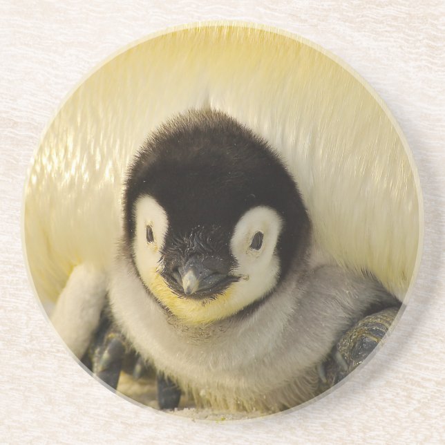 Penguin baby coaster (Front)