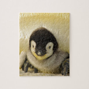 Penguin baby jigsaw puzzle