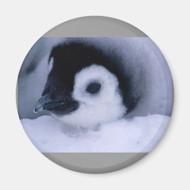 penguin baby magnet (Front)