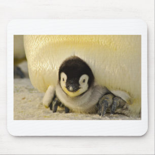Penguin baby mouse pad