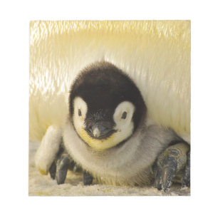 Penguin baby notepad