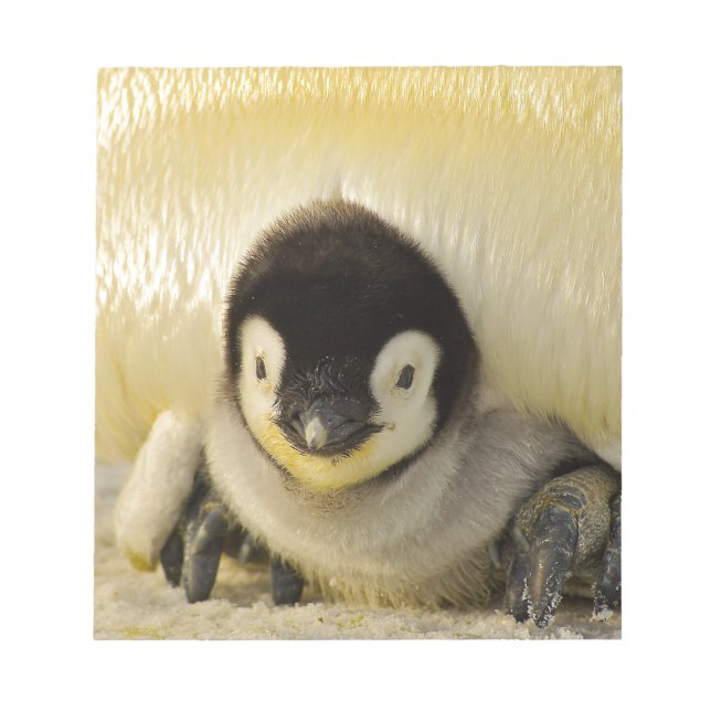 Penguin baby notepad (Front)