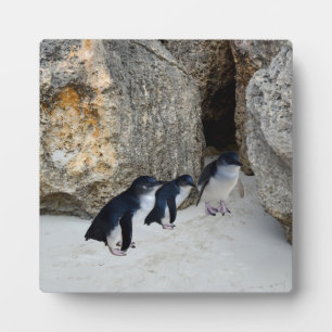 Penguin Beach House,   Plaque