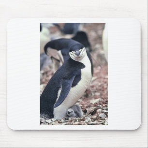 Penguin Bird Cute Animal Black White Water Mouse Pad