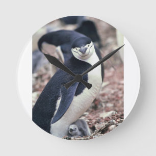 Penguin Bird Cute Animal Black White Water Round Clock