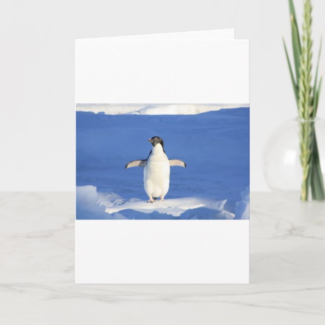 Penguin Bird Feathers Black White Personalize Name Card (Front)