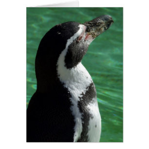 Penguin Card
