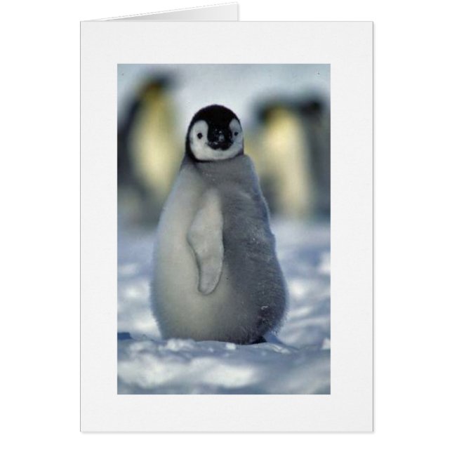 penguin chick (Front)