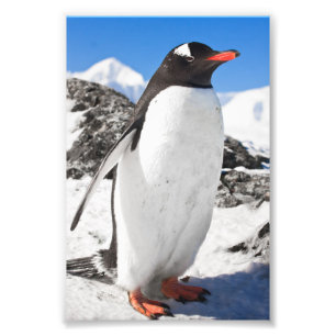 Penguin Closeup Photo Print