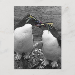 Penguin Colour Splash Postcard