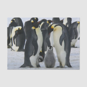 penguin family tissue paper