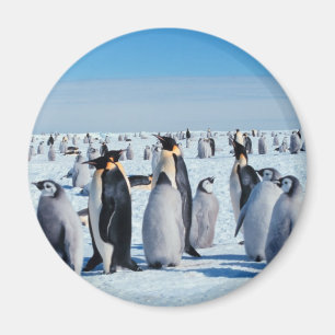 Penguin Gathering Magnet